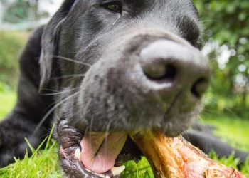 Yemek Borusu Tıkanması Nedir?