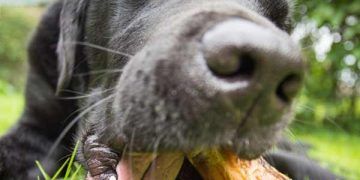 Yemek Borusu Tıkanması Nedir?