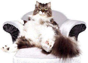 Yemin Özel Dinamik Etkisi Nedir?