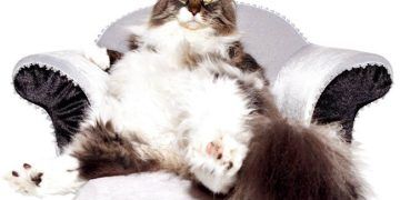 Yemin Özel Dinamik Etkisi Nedir?