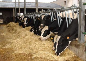 Yemleme Standartları Nedir?