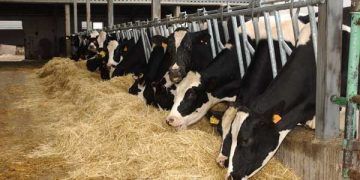 Yemleme Standartları Nedir?