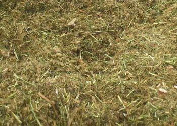 Yemler Arasındaki Ortak Etkileşim Nedir?