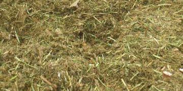 Yemler Arasındaki Ortak Etkileşim Nedir?