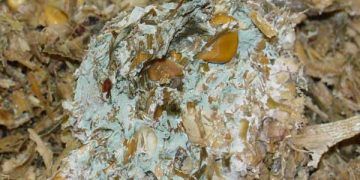 Yemlerde Mikrobiyal Bozulma Nedir?