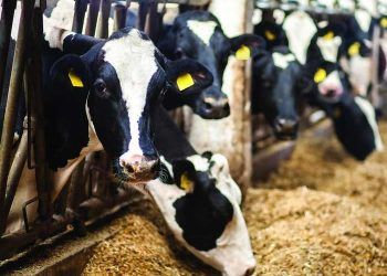 Yemlerdeki Bulaşıklık Nedir?