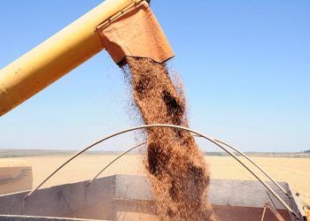 Yemlerin Enerji Değeri Nedir?