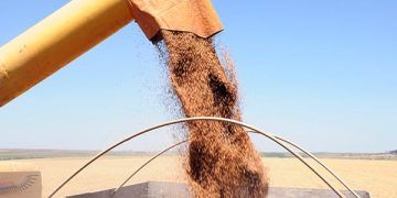 Yemlerin Enerji Değeri Nedir?