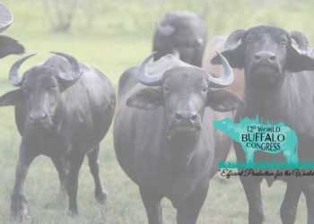 ﻿﻿﻿﻿﻿﻿﻿﻿﻿﻿﻿﻿﻿﻿﻿﻿﻿﻿﻿﻿﻿﻿12. Dünya Manda Kongresi 18-20 Eylül 2019