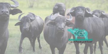 12. Dünya Manda Kongresi 18-20 Eylül 2019