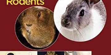 Tavşan ve Kemirgenlerde Diş Hekimliği