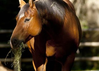 Atların Günlük Vitaminler Nelerdir?