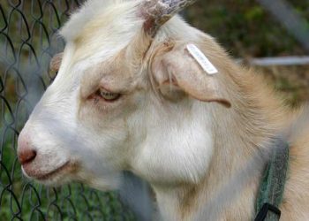 Çıban ile Mücadelede Etkin Adımlar Atılıyor