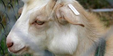 Çıban ile Mücadelede Etkin Adımlar Atılıyor