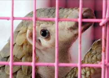 Çin'de 130 pangolin yetersiz bakımdan öldü