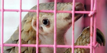 Çin'de 130 pangolin yetersiz bakımdan öldü