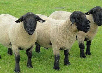 Etçi Koyun Irkları