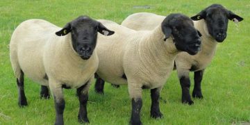 Etçi Koyun Irkları