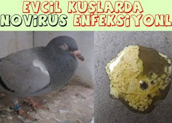 Evcil Kuşlarda Adenovirus Enfeksiyonları