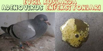 Evcil Kuşlarda Adenovirus Enfeksiyonları