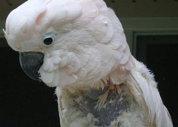 Evcil Kuşlarda Paramyxovirus Enfeksiyonu