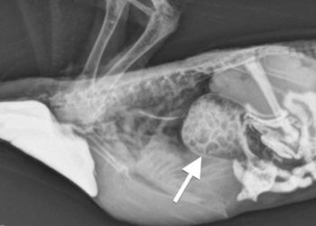 Evcil Kuşların Proventriküler Dilatasyon Hastalığı (PDH)