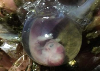 İneklerde Embriyonik Ölüm Oranını Azaltmak Mümkün Mü?