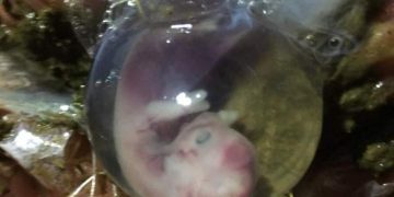 İneklerde Embriyonik Ölüm Oranını Azaltmak Mümkün Mü?