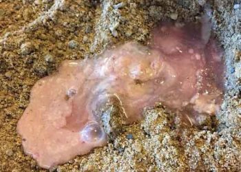 İneklerde Puerperal Metritisler Nasıl Engellenebilir?