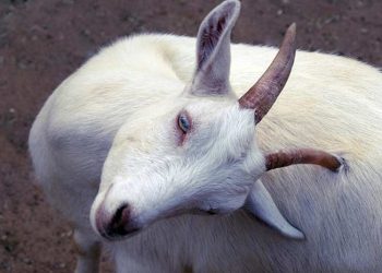 Keçi ve Oğlaklarda Sinirsel Hastalıklar