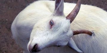 Keçi ve Oğlaklarda Sinirsel Hastalıklar