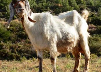 Keçiler Zayıflıyorsa