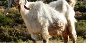 Keçiler Zayıflıyorsa