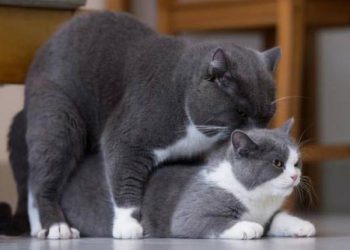 Kedilerde Üremenin Kontrolü