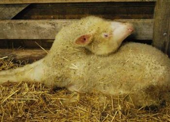 Koyun ve Kuzularda Sinirsel Hastalıklar