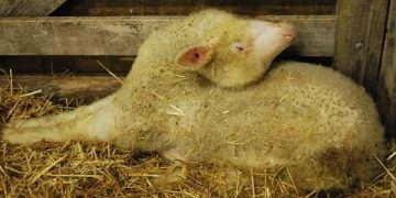 Koyun ve Kuzularda Sinirsel Hastalıklar