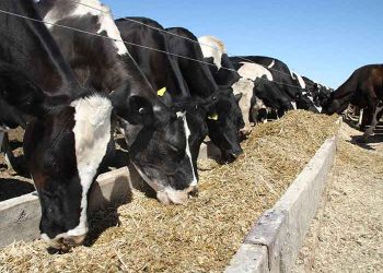 Yem Katkı Tamamlayıcısı Nedir?