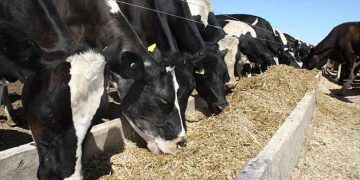 Yem Katkı Tamamlayıcısı Nedir?