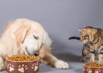 Yem Tüketimi Nedir?