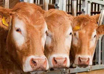 Yem Yeme İsteksizliği Nedir?