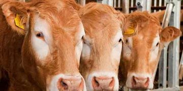 Yem Yeme İsteksizliği Nedir?