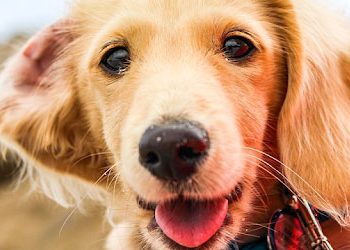 Yemek Borusu Bölütsel Aplazisi Nedir?