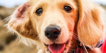 Yemek Borusu Bölütsel Aplazisi Nedir?