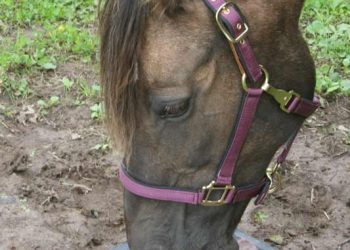 Atların Günlük Mineral İhtiyaçları Nelerdir?