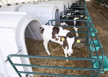 Buzağı Barınakları