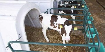 Buzağı Barınakları