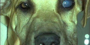 Enfeksiyöz Canine Hepatitis (Bulaşıcı Hepatitis)