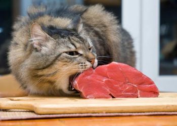 Feline Spongiform Encephalopathy (FSE)