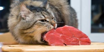 Feline Spongiform Encephalopathy (FSE)