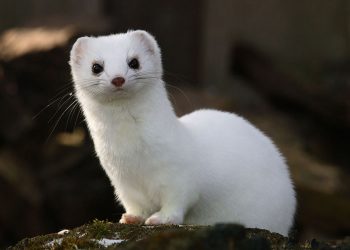 Gelinciklerin Beslenmesi